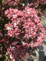 Hylotelephium telephioides