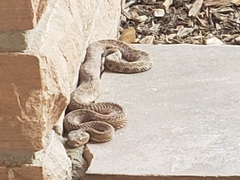 Crotalus oreganus concolor
