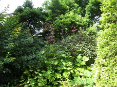 Angelica gigas