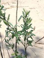 Salix myricoides