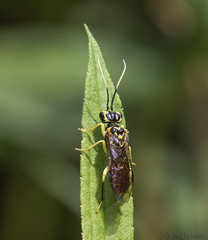 Onycholyda luteicornis