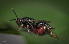 Brachymeria