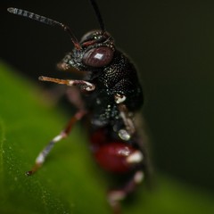 Brachymeria