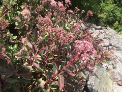 Hylotelephium telephioides