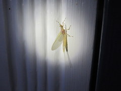 Anthopotamus neglectus