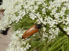 Pedostrangalia pubescens