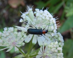 Anogcodes fulvicollis