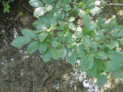 Rhamnus fallax