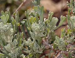 Artemisia rothrockii