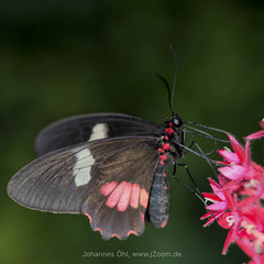 Parides eurimedes