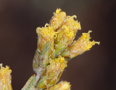 Artemisia rothrockii