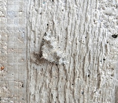 Coenotephria tophaceata