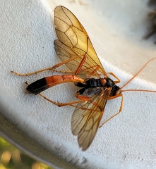 Opheltes glaucopterus barberi