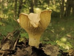 Cantharellus pallens