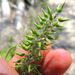 Salix myricoides - Photo (c) Rob Curtis,  זכויות יוצרים חלקיות (CC BY-NC-SA), הועלה על ידי Rob Curtis