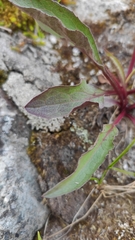 Solidago virgaurea lapponica
