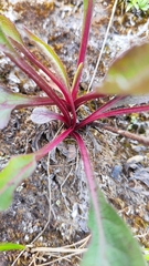 Solidago virgaurea lapponica