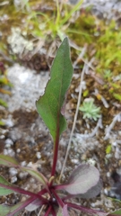Solidago virgaurea lapponica