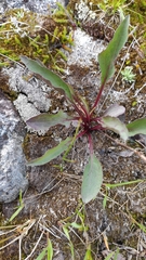 Solidago virgaurea lapponica