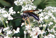 Tenthredo crassa