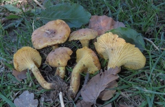 Cantharellus amethysteus