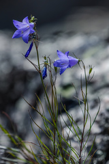 Campanula intercedens