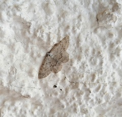 Gnophini