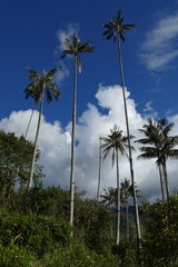 Ceroxylon quindiuense