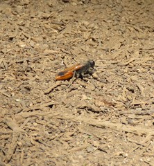 Palmodes praestans
