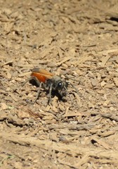 Palmodes praestans