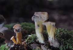 Craterellus melanoxeros
