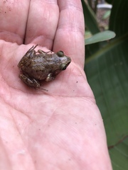 Eleutherodactylus campi