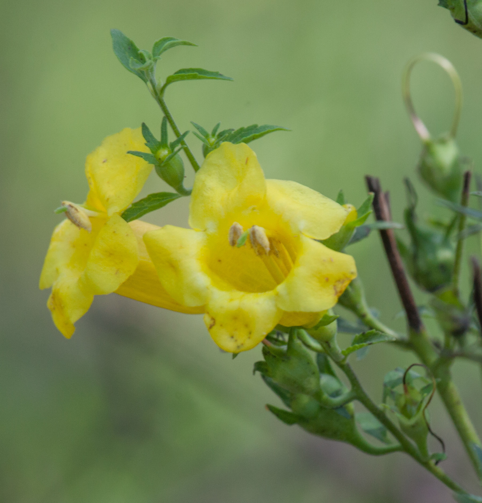 Aureolaria grandiflora