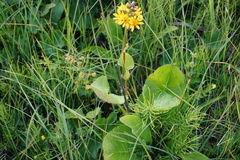 Ligularia subsagittata