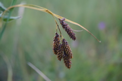 Carex caucasica