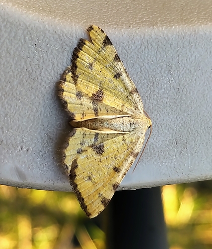 Macaria amboflava