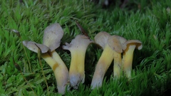 Craterellus melanoxeros