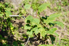 Ribes petraeum caucasicum