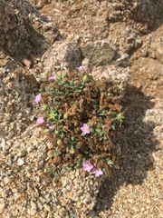 Erodium corsicum