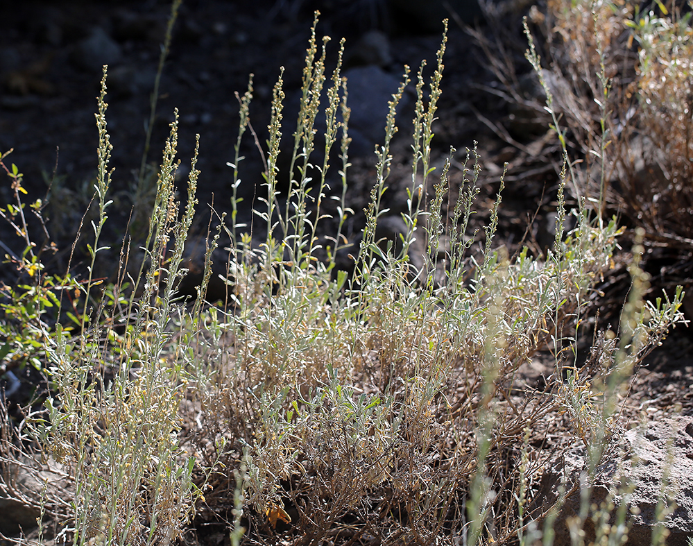 Artemisia spiciformis