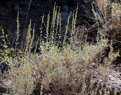Artemisia spiciformis