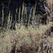 Snowfield Sagebrush - Photo (c) Steve Matson, some rights reserved (CC BY), uploaded by Steve Matson