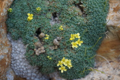 Draba mollissima