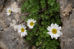 Tanacetum daghestanicum
