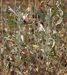 Artemisia spiciformis