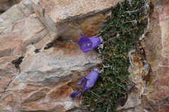 Campanula petrophila