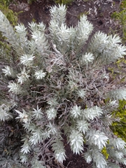 Achyranthemum paniculatum
