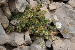 Cerastium kasbek