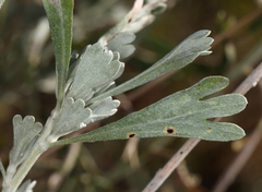 Artemisia spiciformis