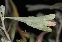 Artemisia spiciformis
